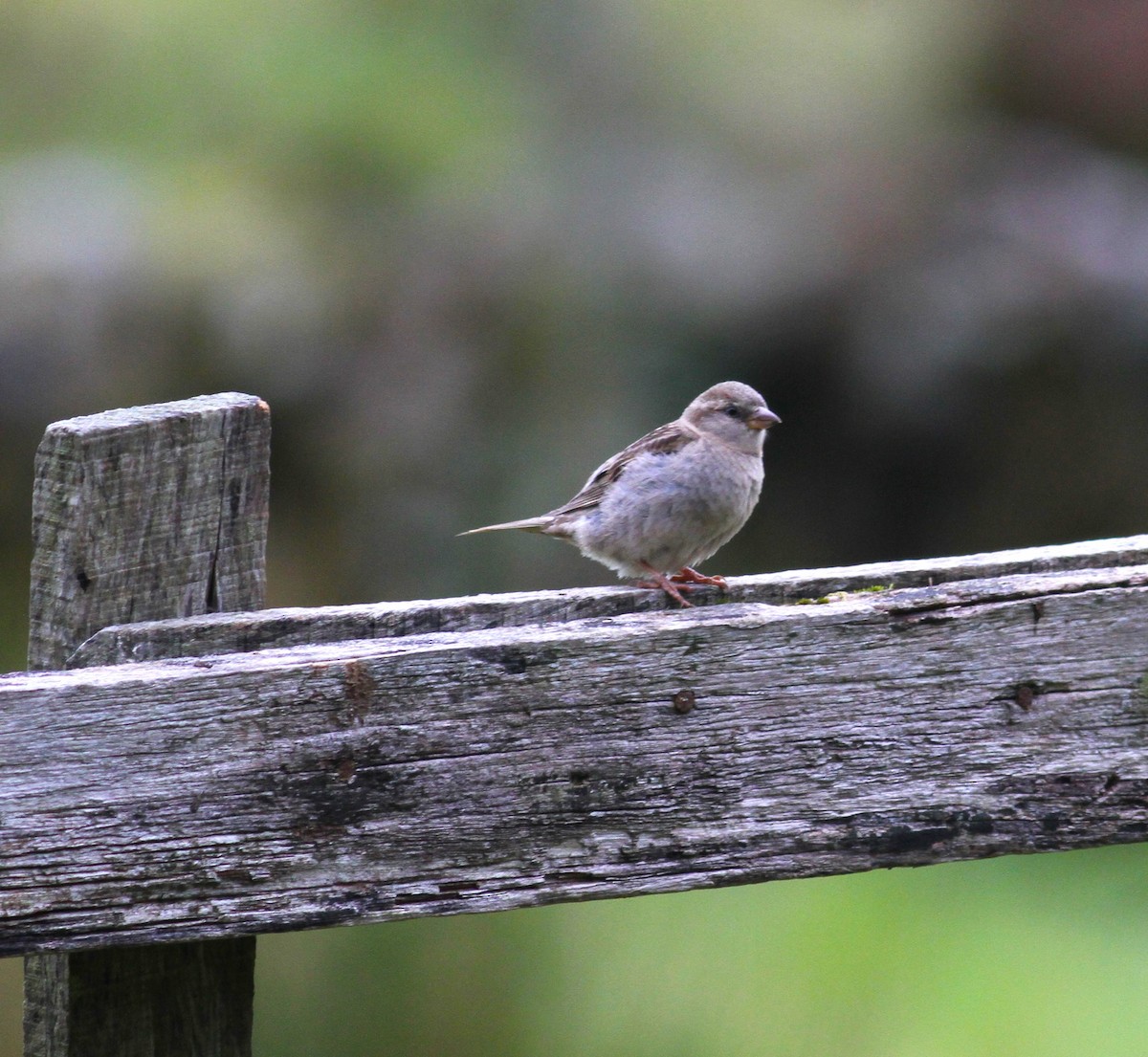 House Sparrow - ML620403821