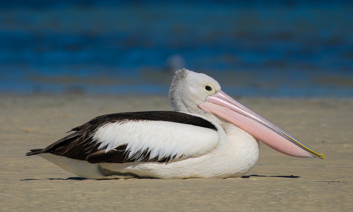pelikán australský - ML620403830