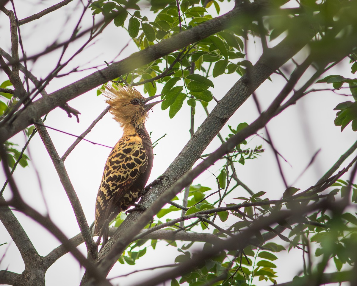 Ochre-backed Woodpecker - ML620403835