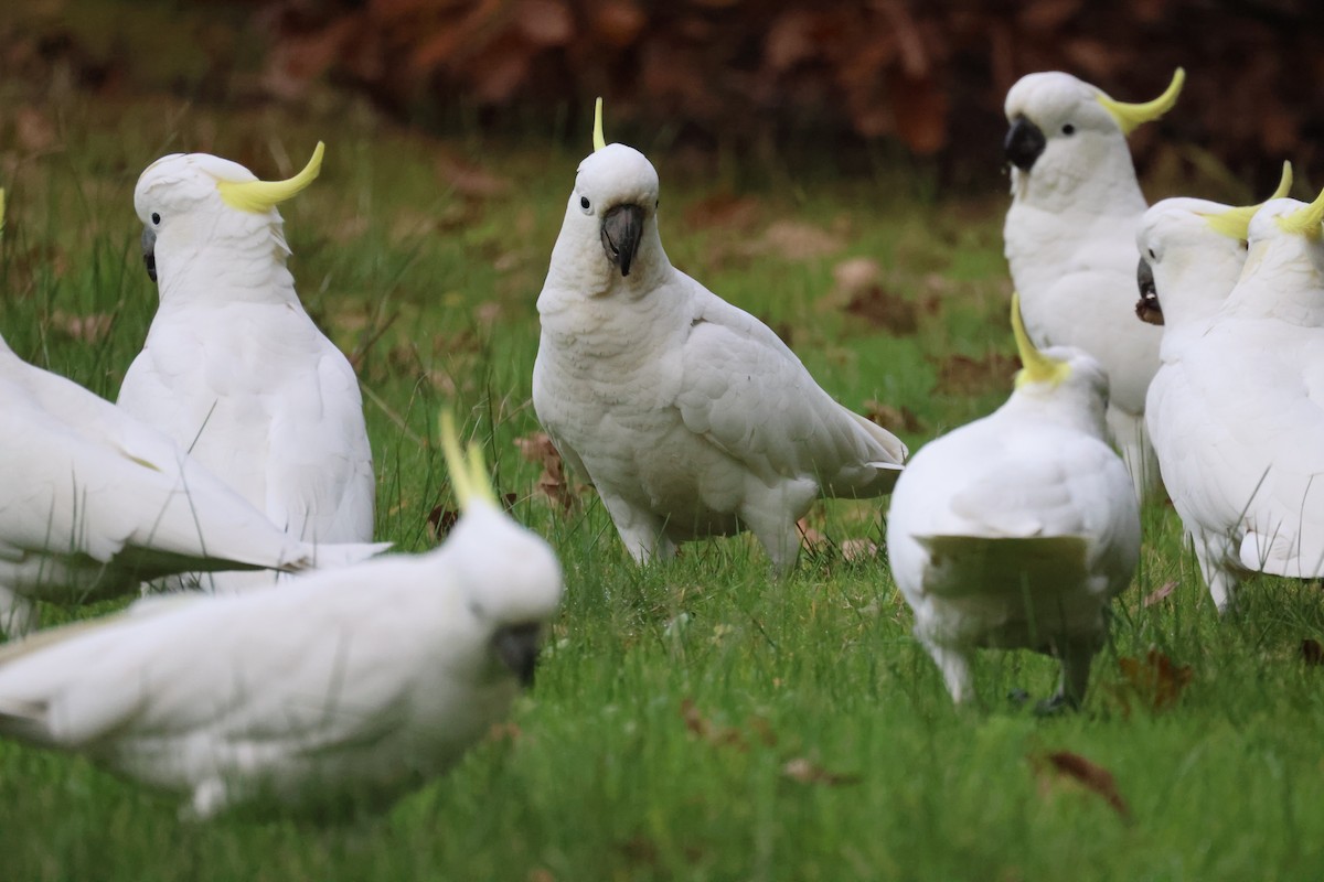 葵花鳳頭鸚鵡 - ML620403853