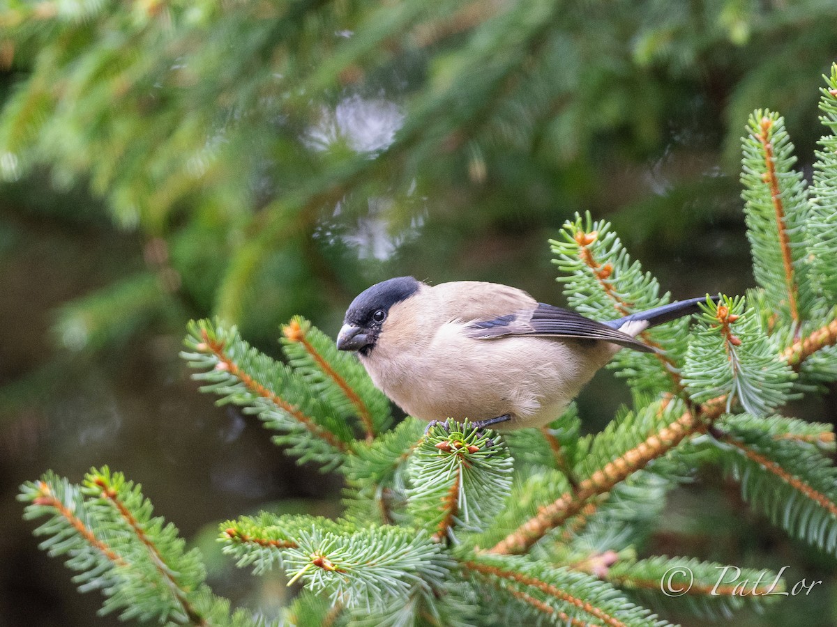 Azores Bullfinch - ML620403861