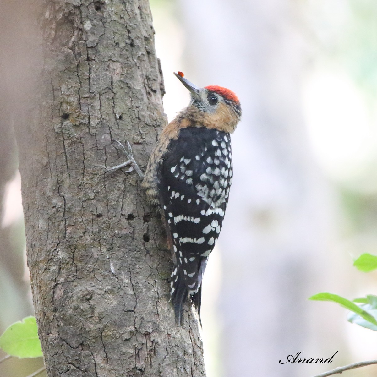 Rufous-bellied Woodpecker - ML620403901