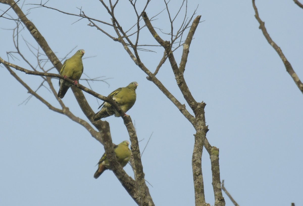 Thick-billed Green-Pigeon - ML620403902