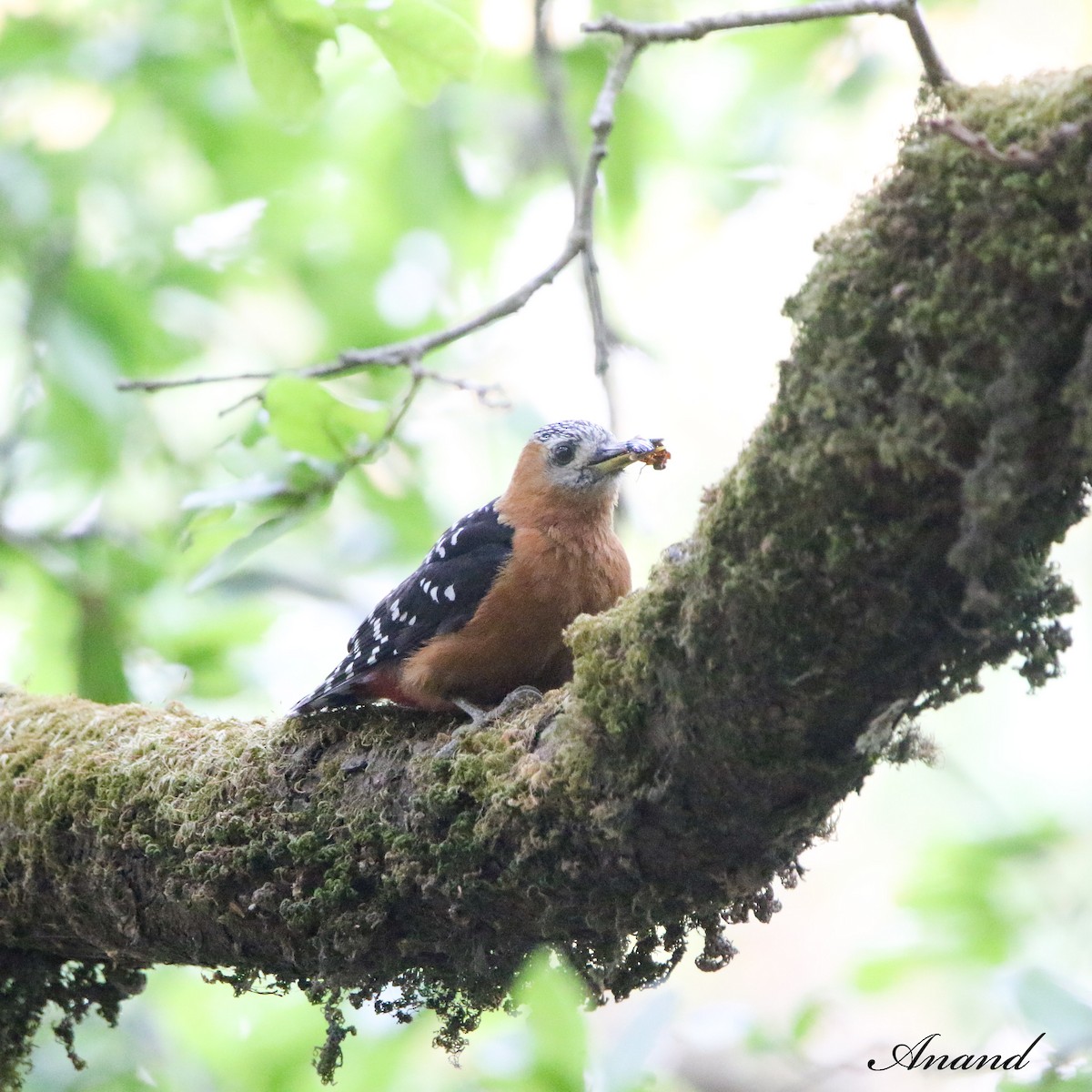 Rufous-bellied Woodpecker - ML620403904