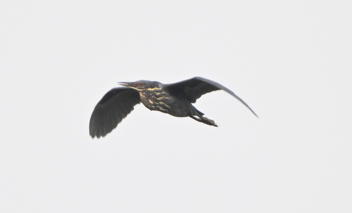 Black Bittern - ML620403924