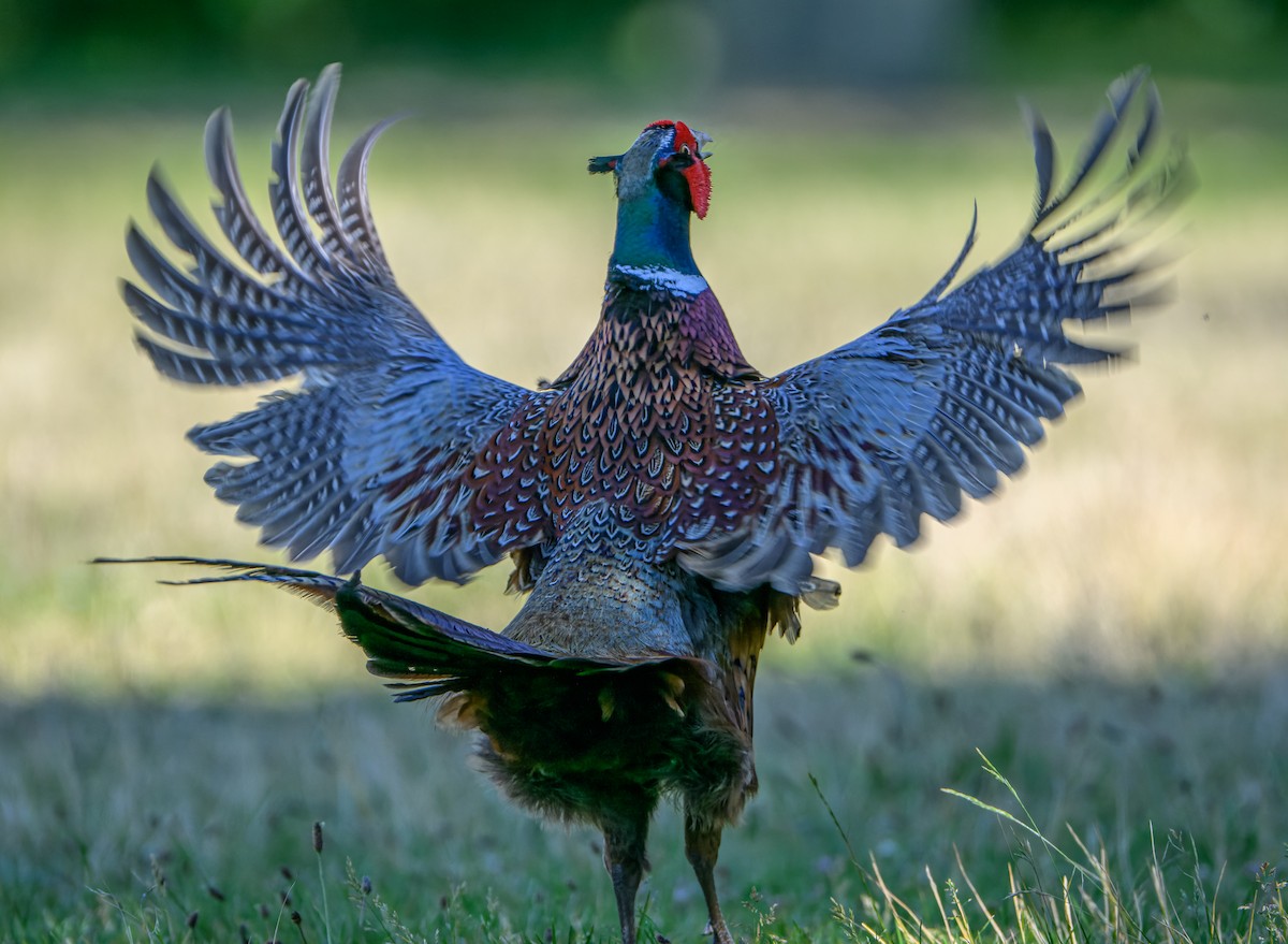 Ring-necked Pheasant - ML620403935