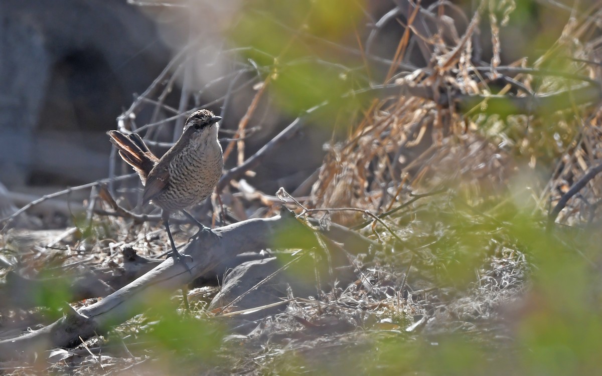 White-throated Tapaculo - ML620403941