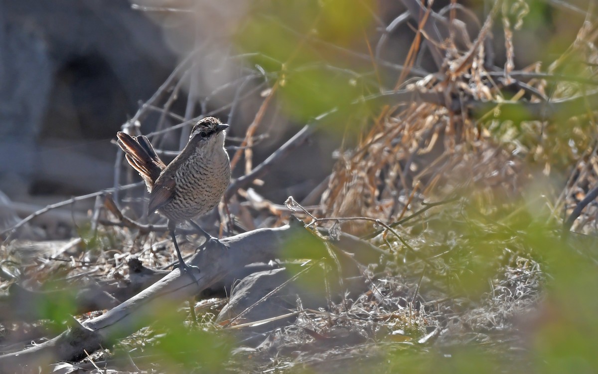 Tapaculo Gorjiblanco - ML620403942