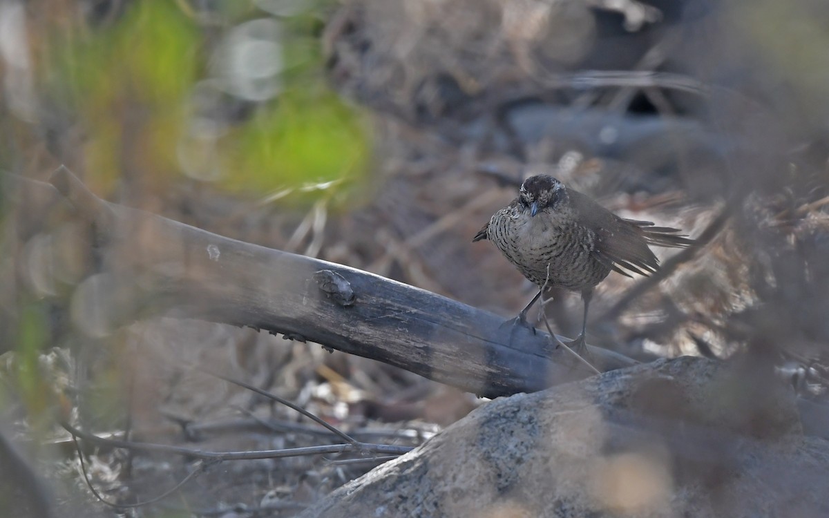 White-throated Tapaculo - ML620403943