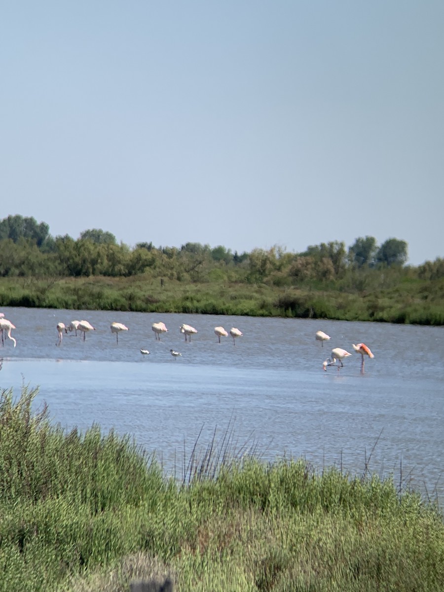 Avoceta Común - ML620403949