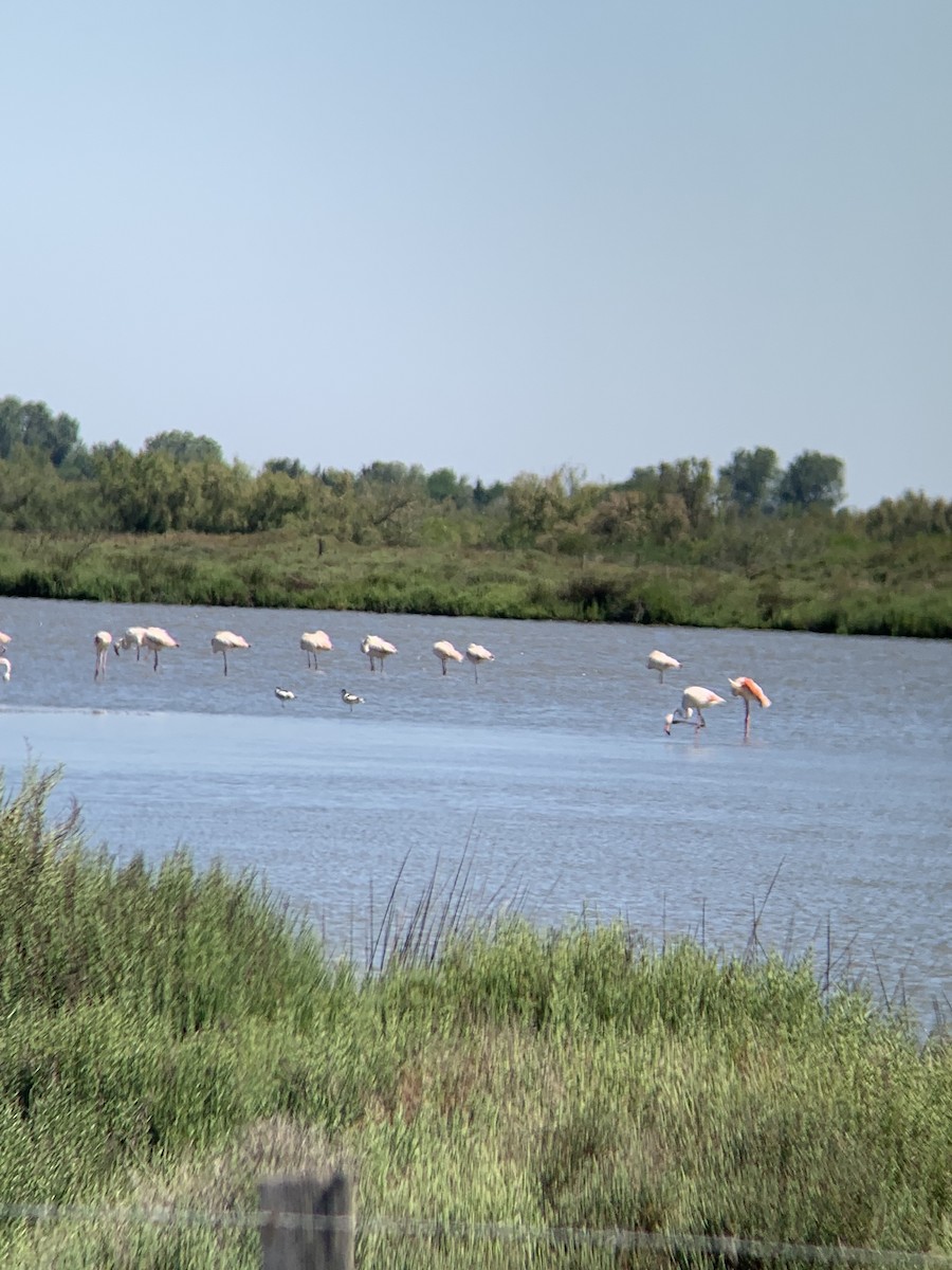 Avoceta Común - ML620403950