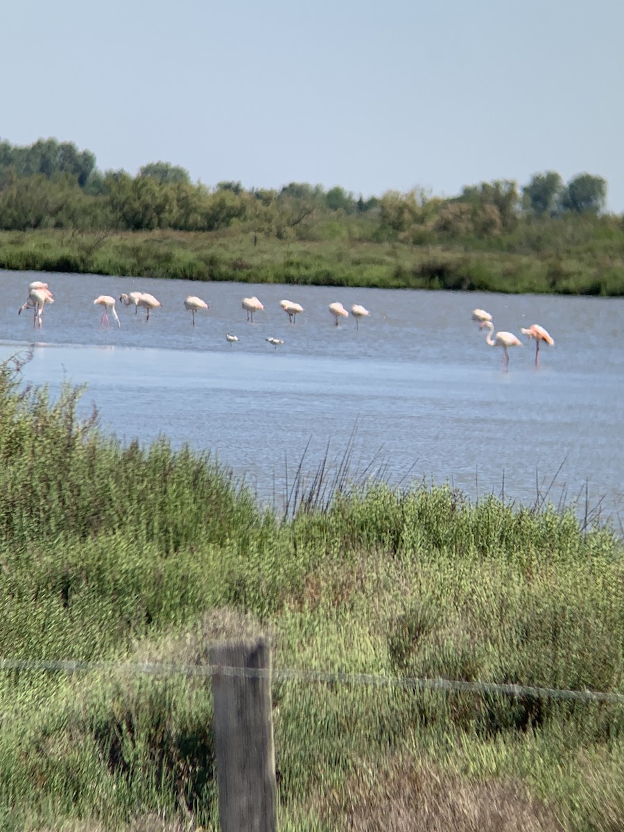 Avocette élégante - ML620403951