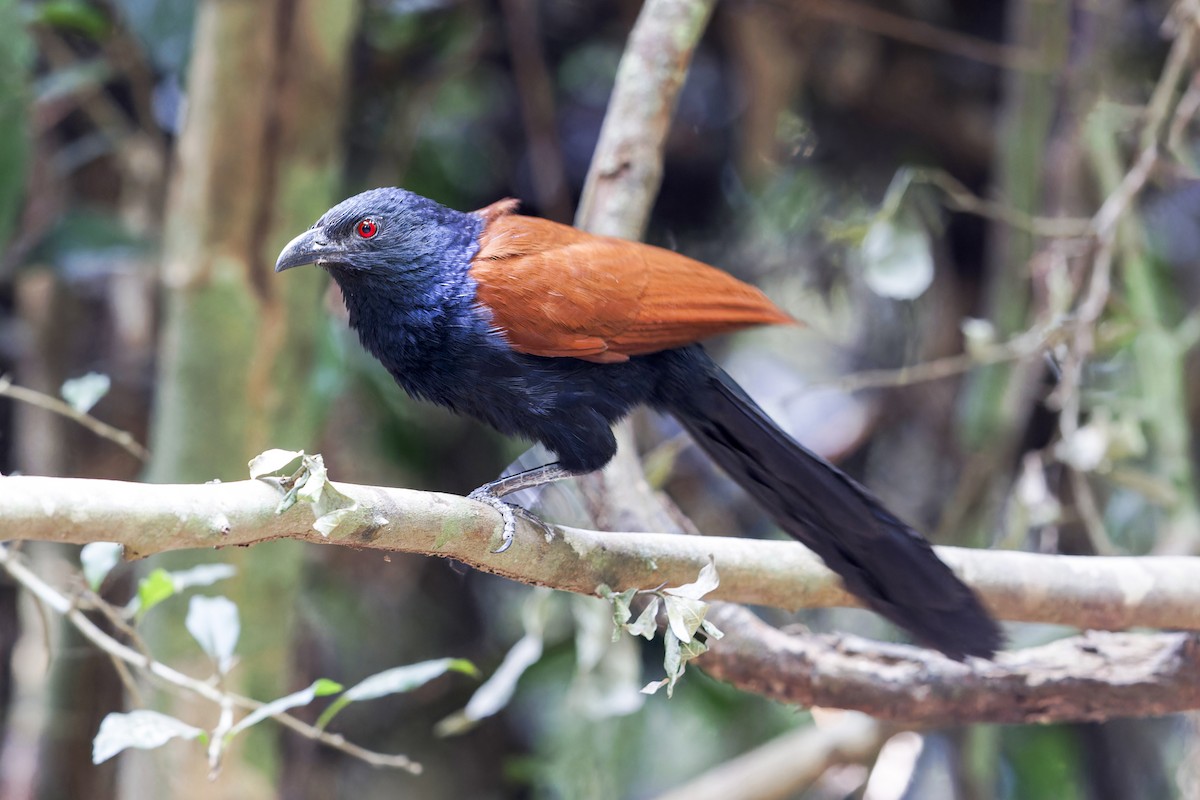 Greater Coucal - ML620403954