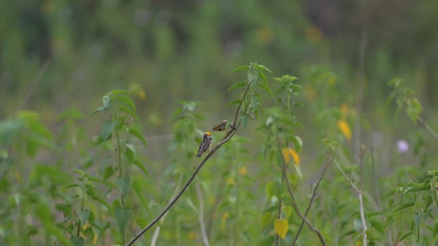 Black-breasted Weaver - ML620403955