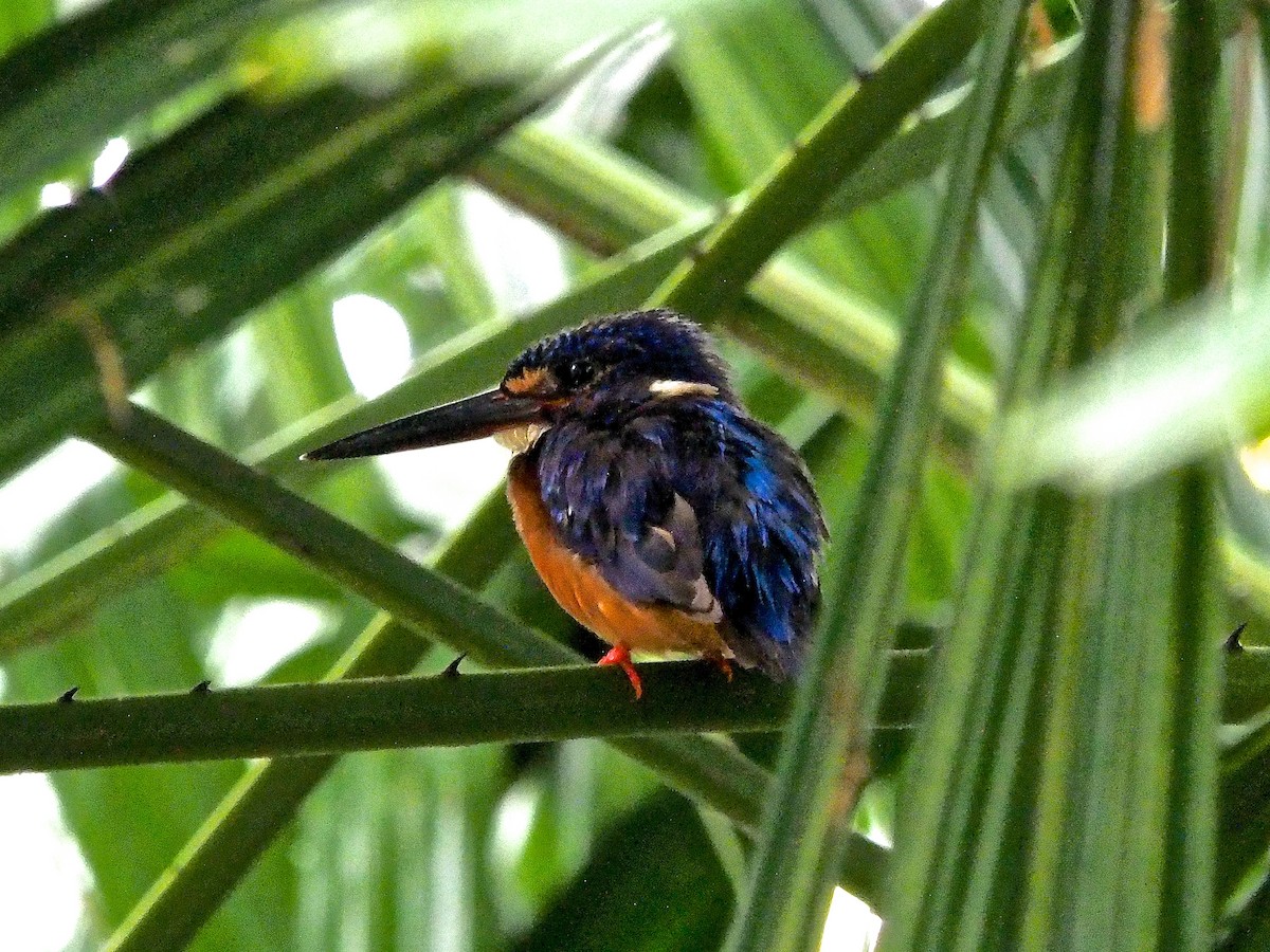 Blue-eared Kingfisher - ML620403968