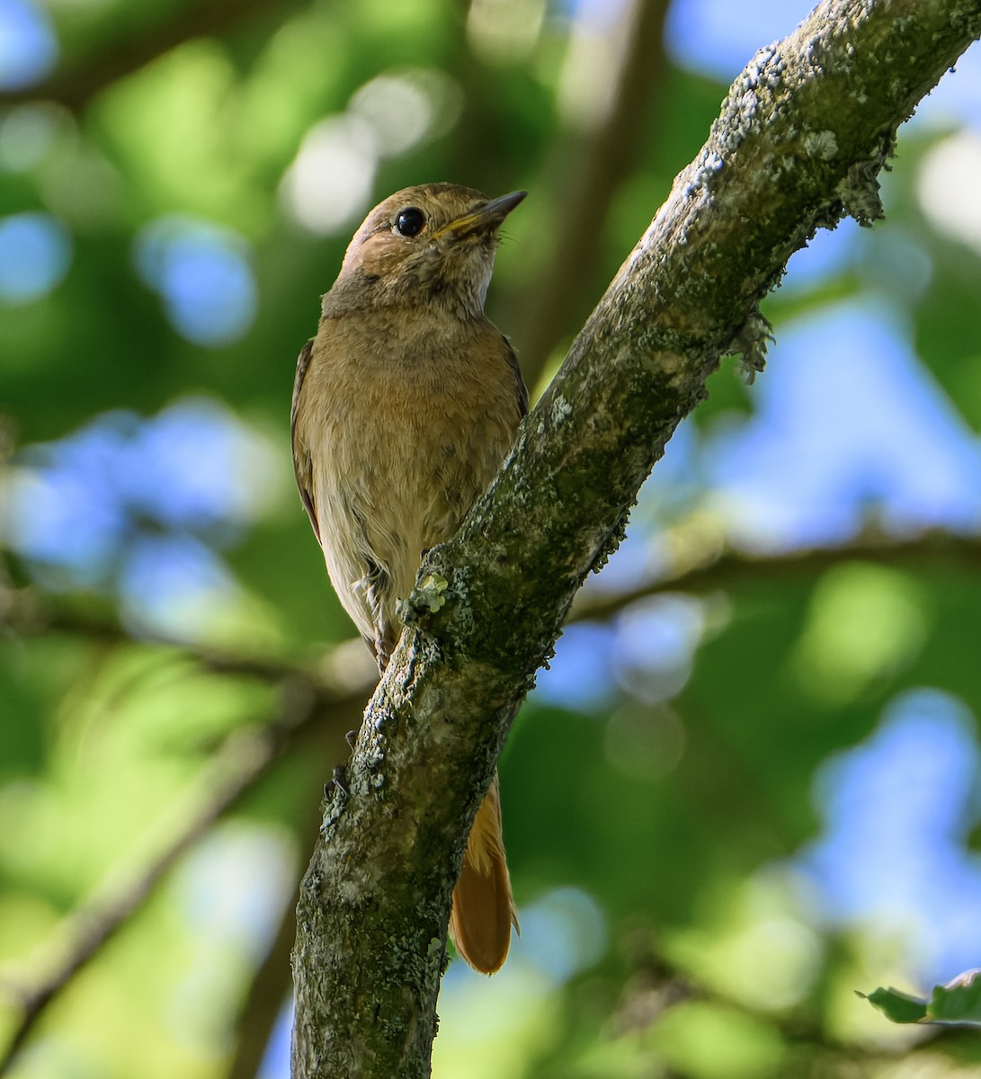 Common Redstart - ML620403969