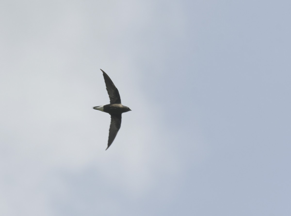 Brown-backed Needletail - ML620403974