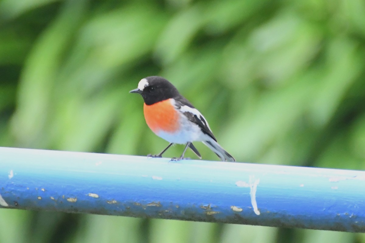 Scarlet Robin - ML620403982