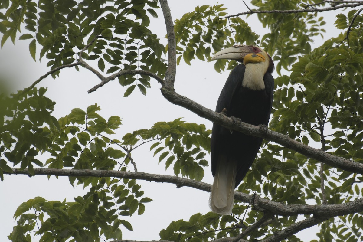 Wreathed Hornbill - ML620403996