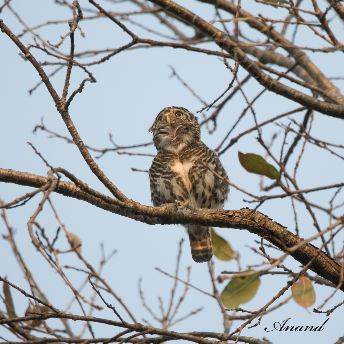 Collared Owlet - ML620404004