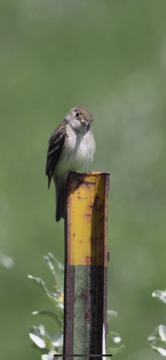 Least Flycatcher - ML620404010