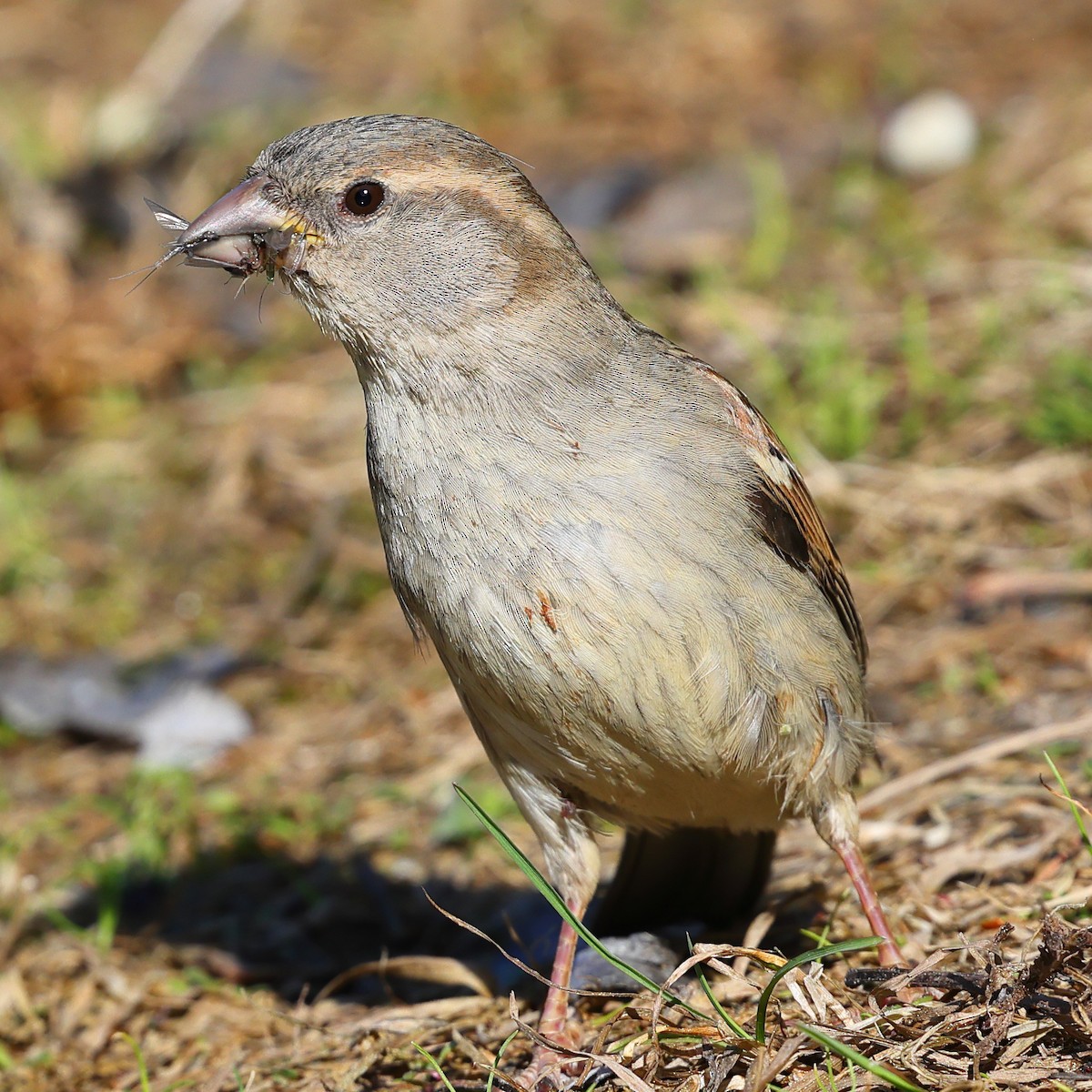 Moineau domestique - ML620404012