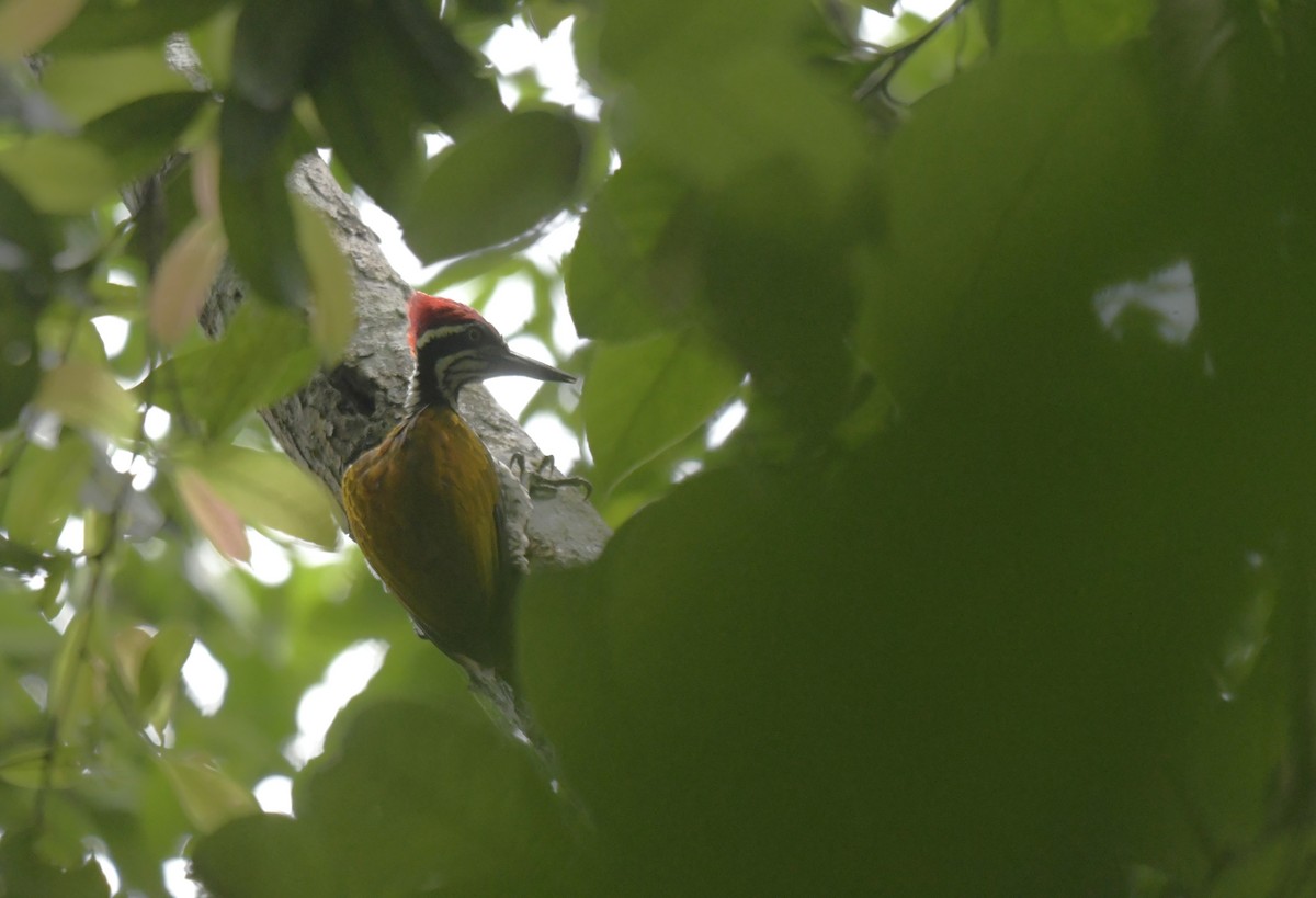 Greater Flameback - ML620404015