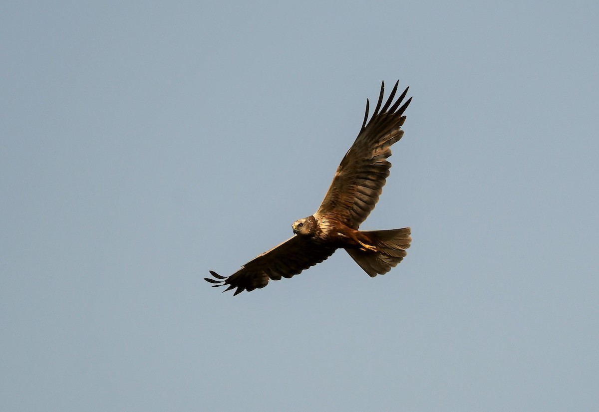 Western Marsh Harrier - ML620404017