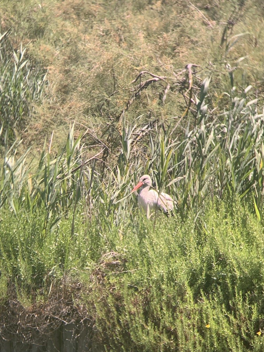 White Stork - ML620404020