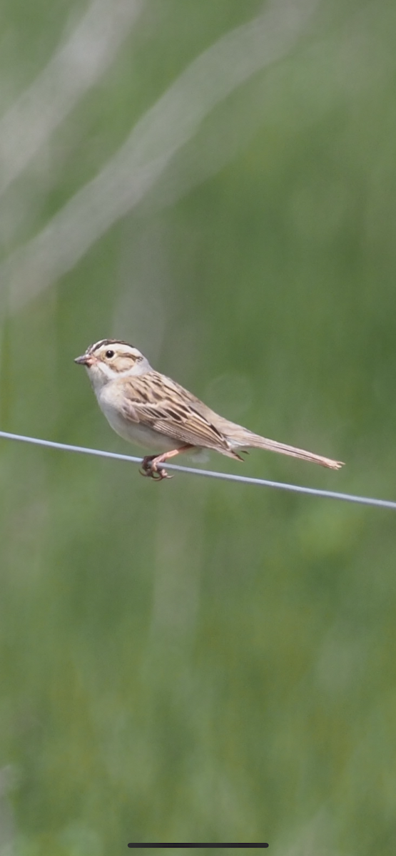 Clay-colored Sparrow - ML620404034