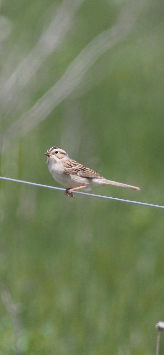 Clay-colored Sparrow - ML620404035