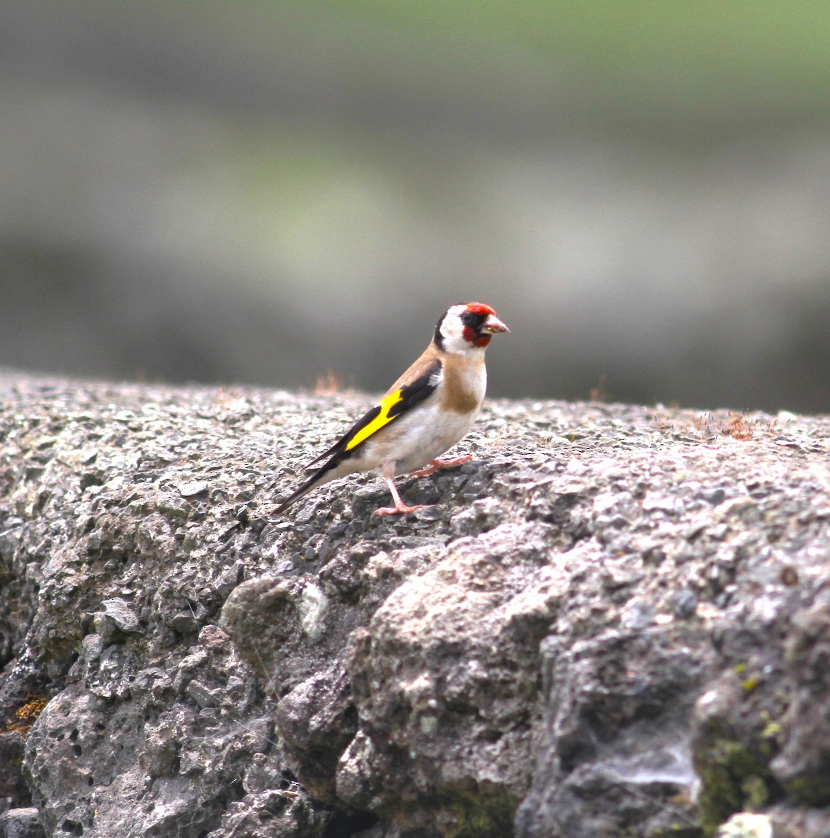 European Goldfinch - ML620404036