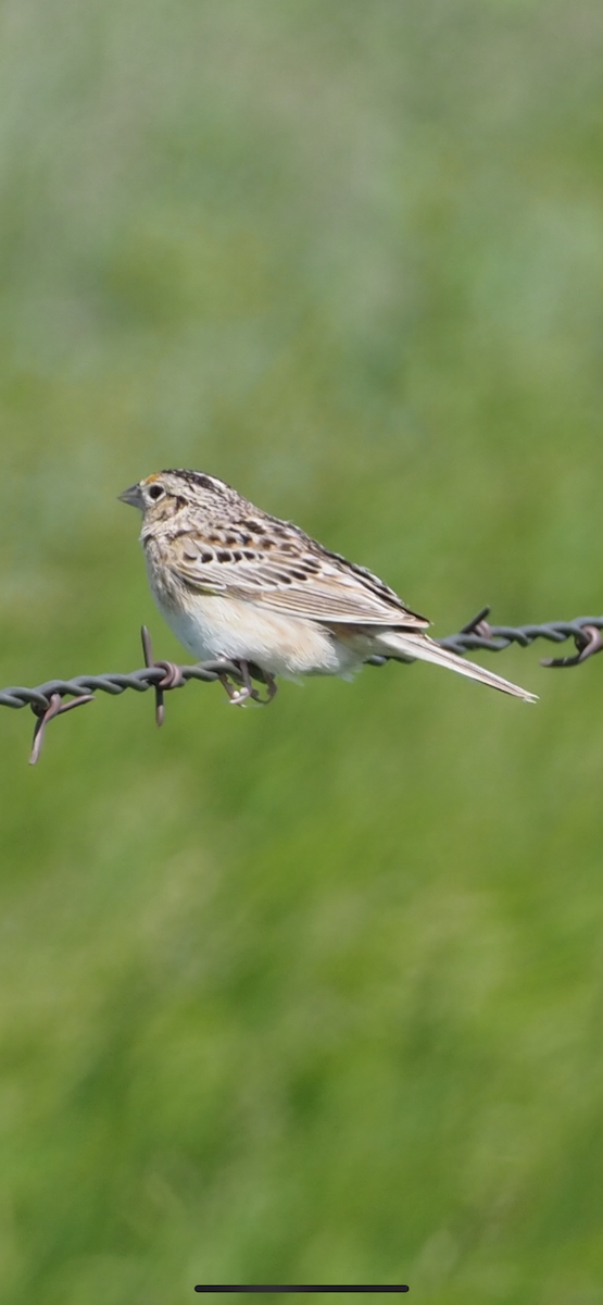 Grasshopper Sparrow - ML620404039