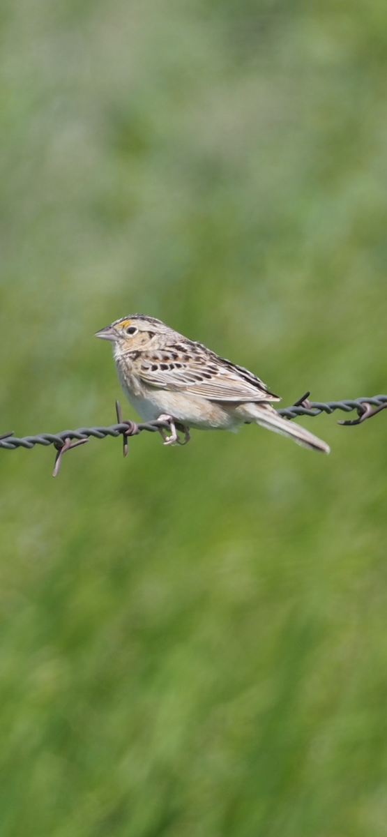 Grasshopper Sparrow - ML620404040