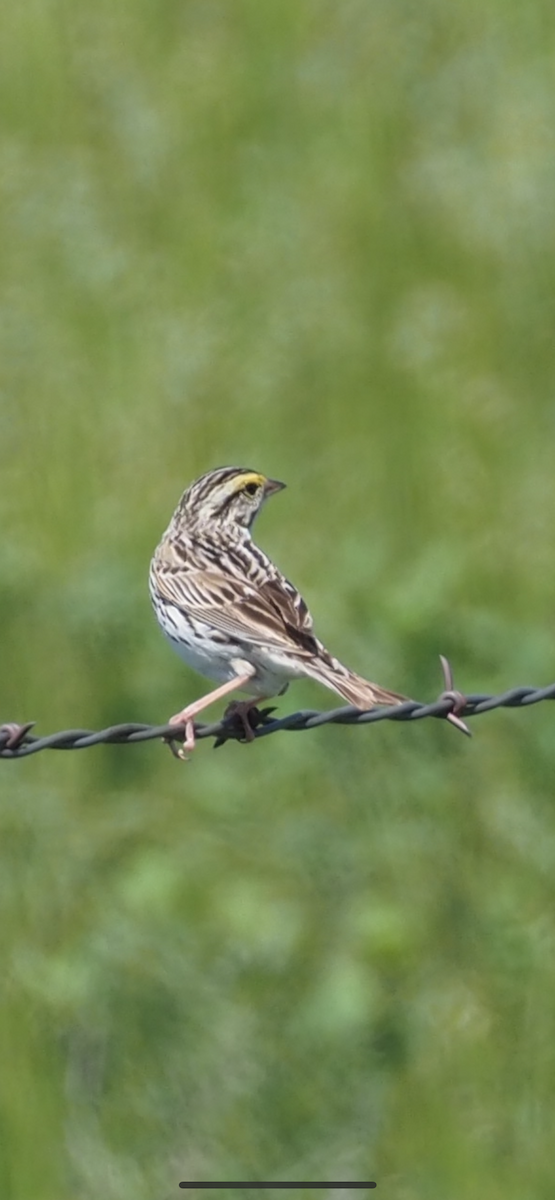 Savannah Sparrow - ML620404044