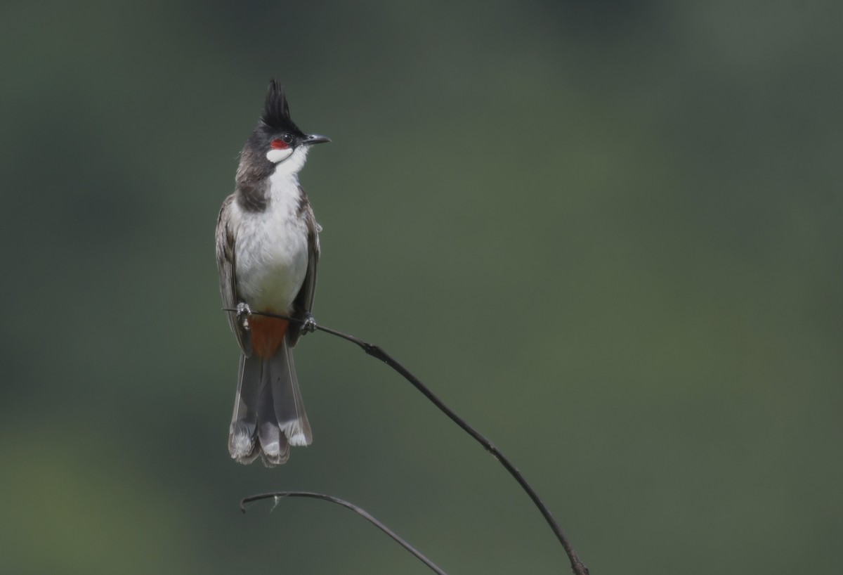 Red-whiskered Bulbul - ML620404045