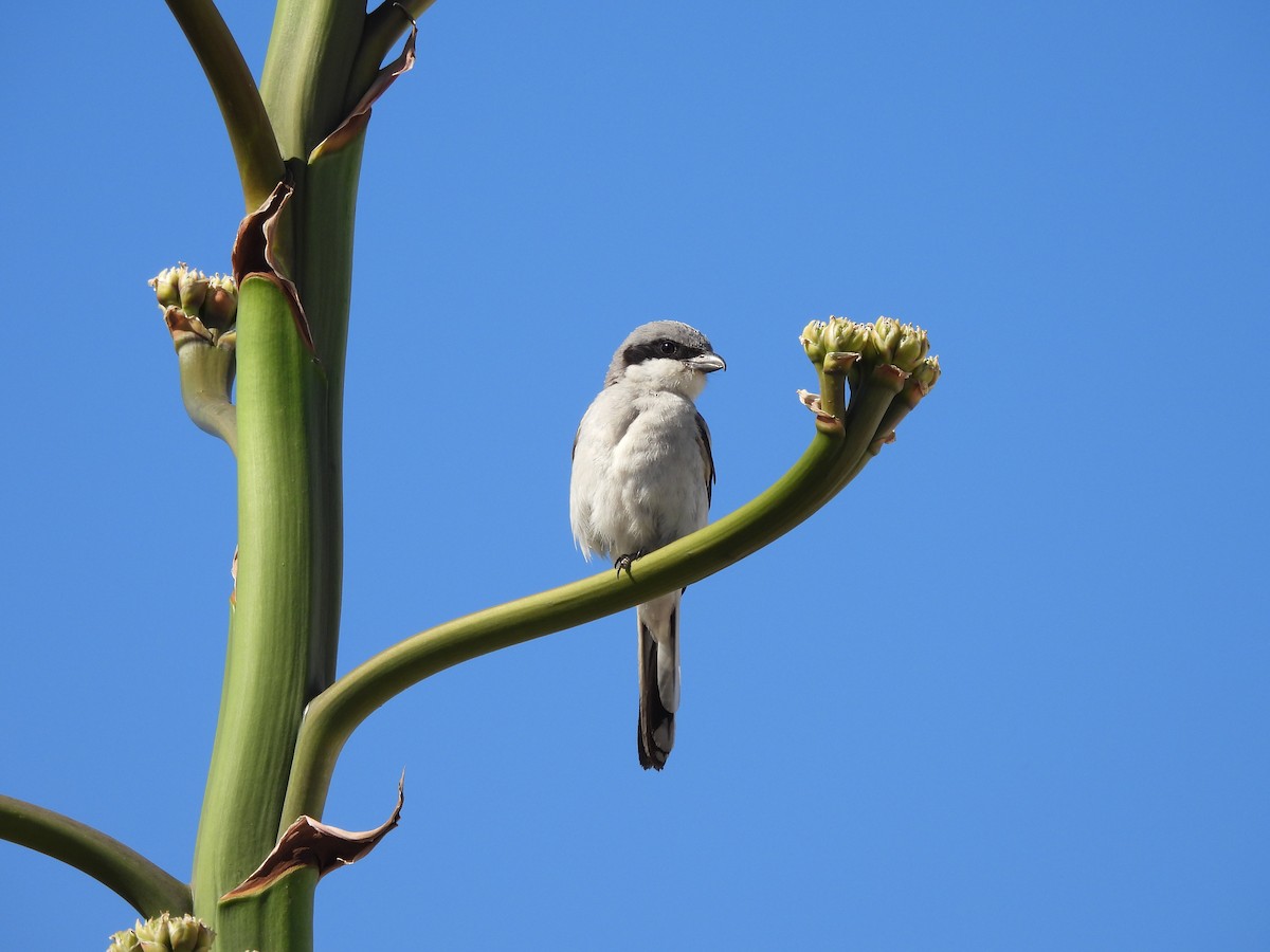 Great Gray Shrike - ML620404051