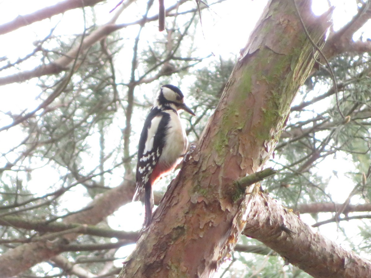 Great Spotted Woodpecker - ML620404056