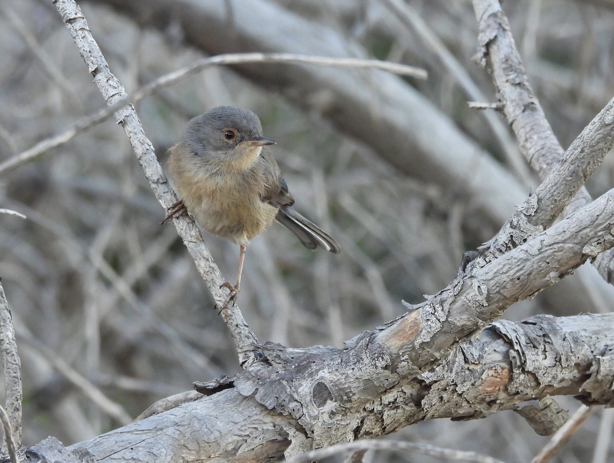 Dartford Warbler - ML620404057