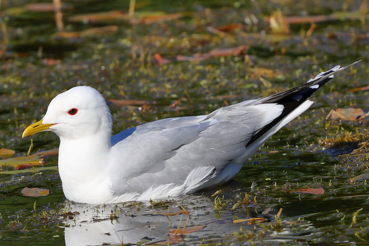 Common Gull - ML620404062