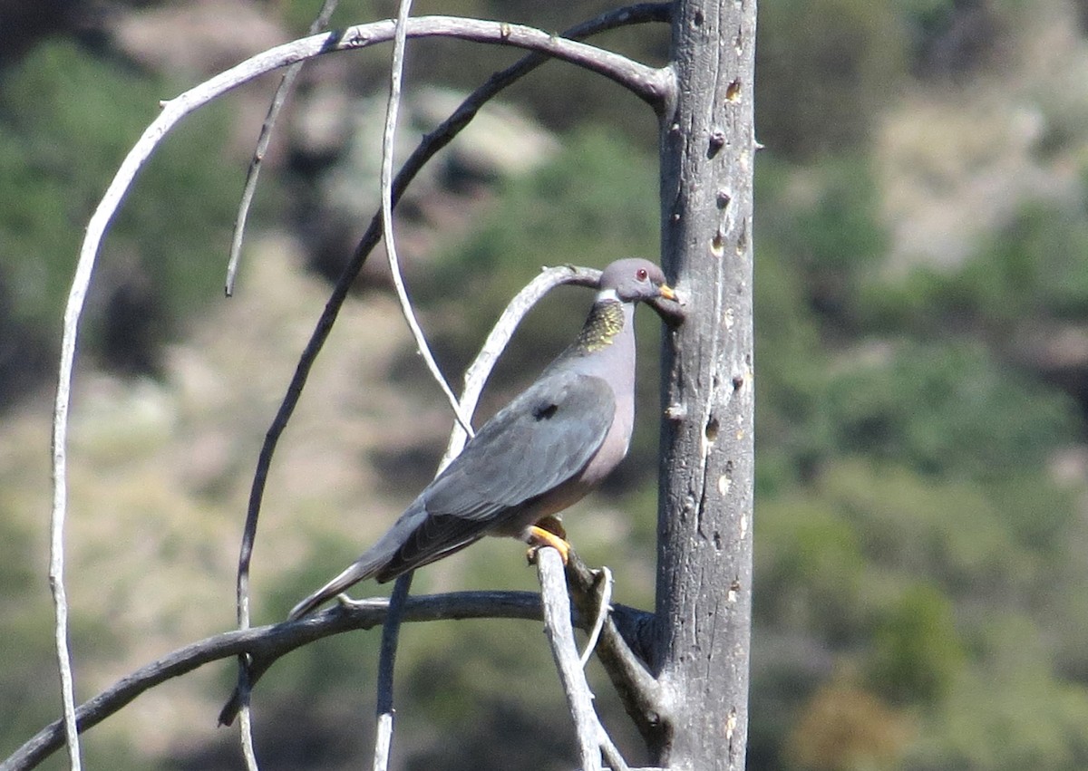 Band-tailed Pigeon - ML620404067