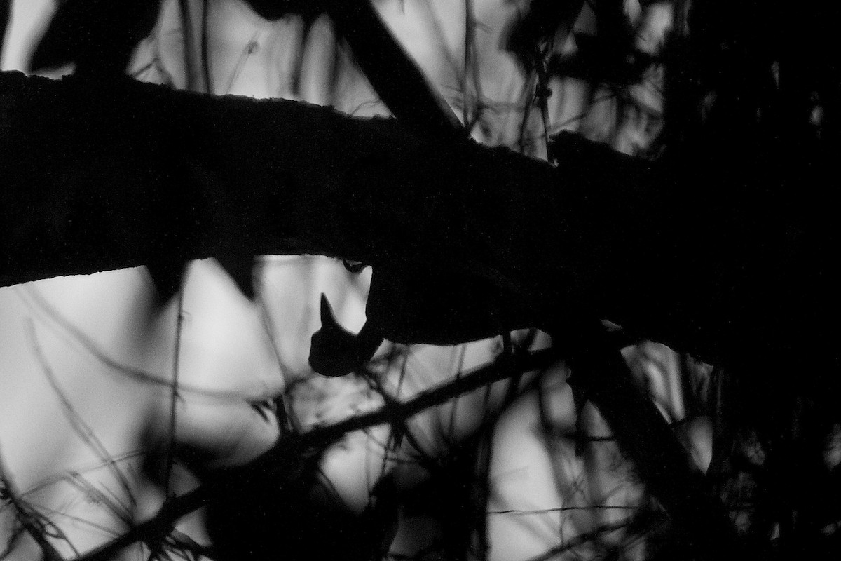 Great Slaty Woodpecker - ML620404068