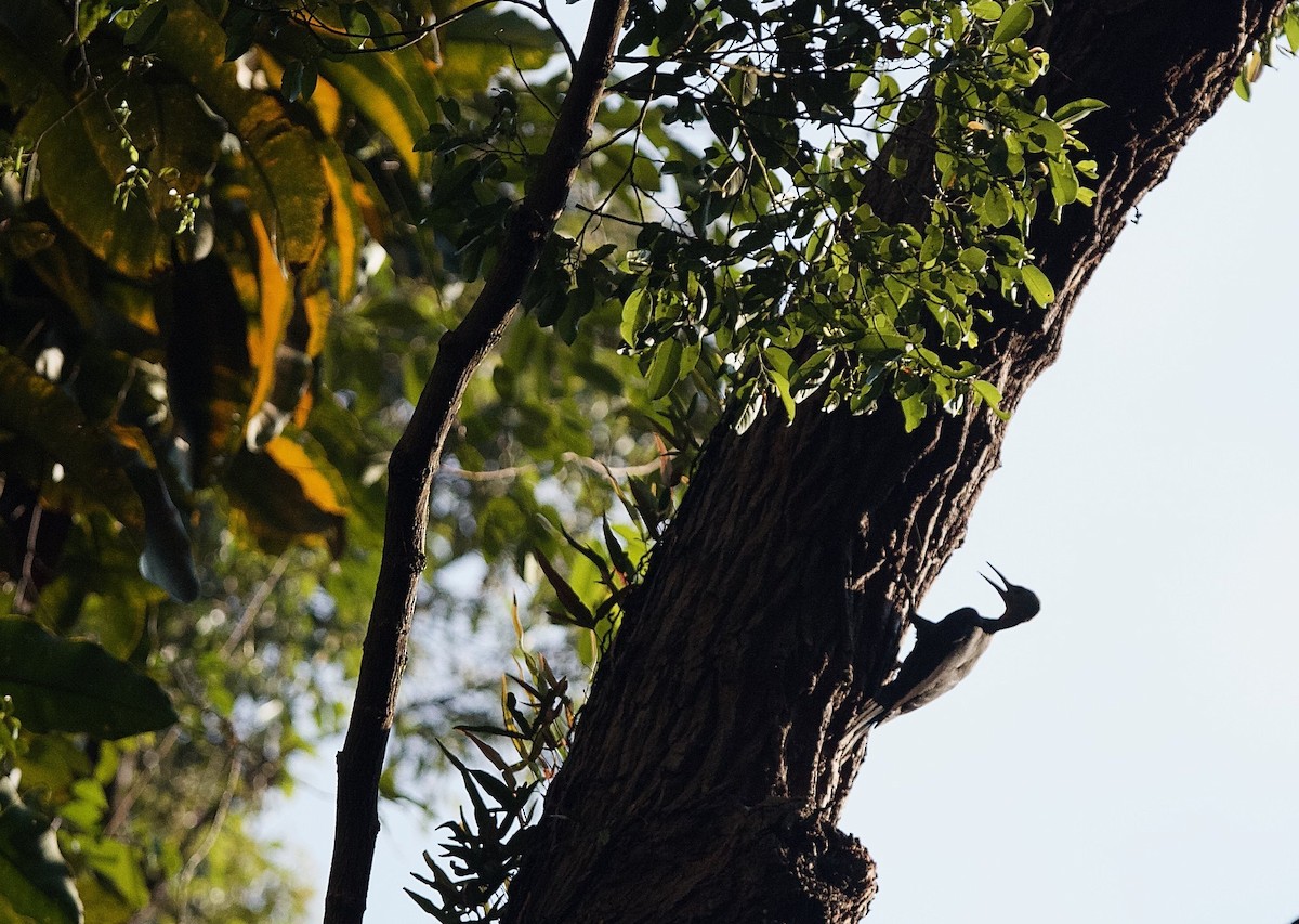 Great Slaty Woodpecker - ML620404069