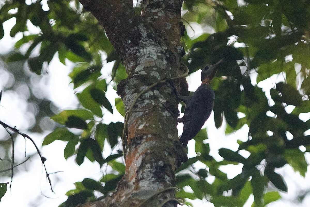 Great Slaty Woodpecker - ML620404070