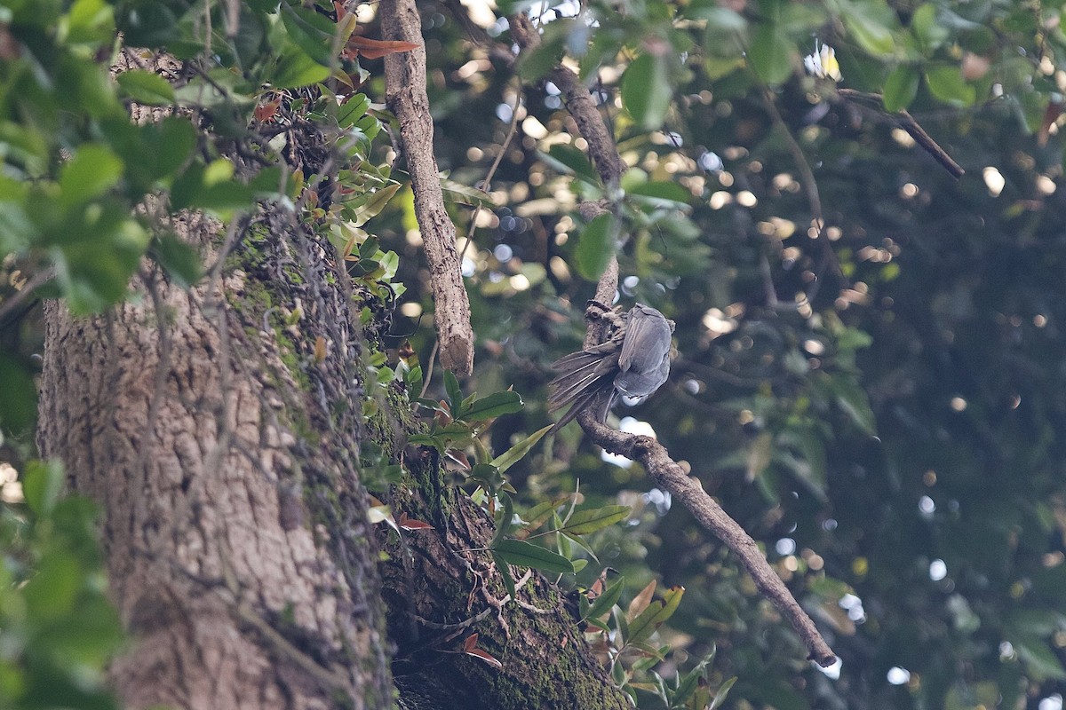 Great Slaty Woodpecker - ML620404071