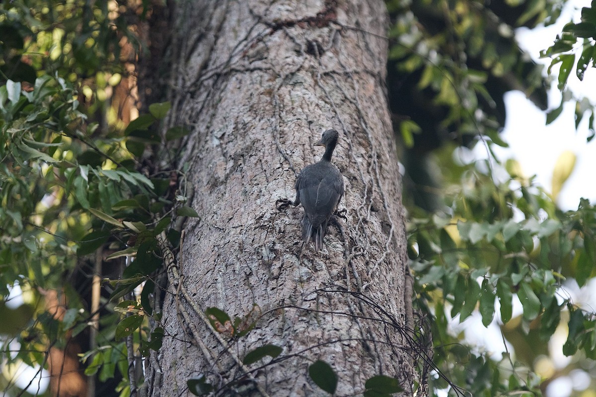 Great Slaty Woodpecker - ML620404072