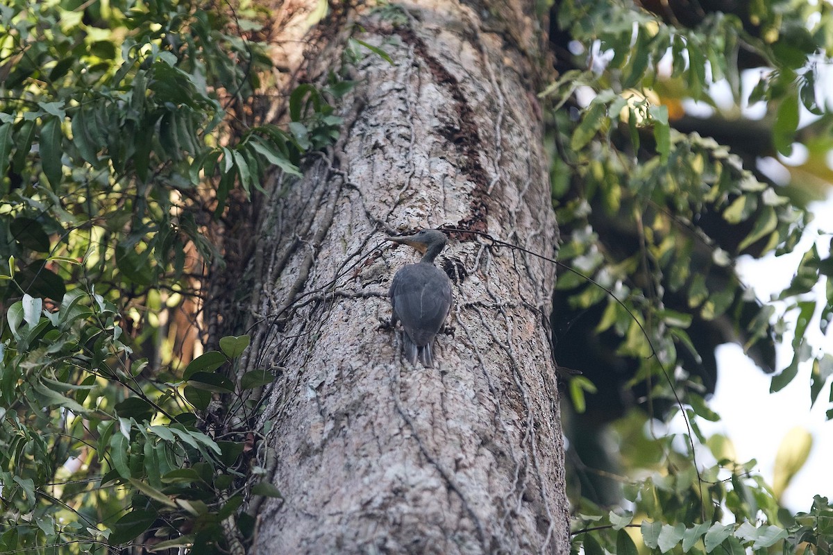 Great Slaty Woodpecker - ML620404073