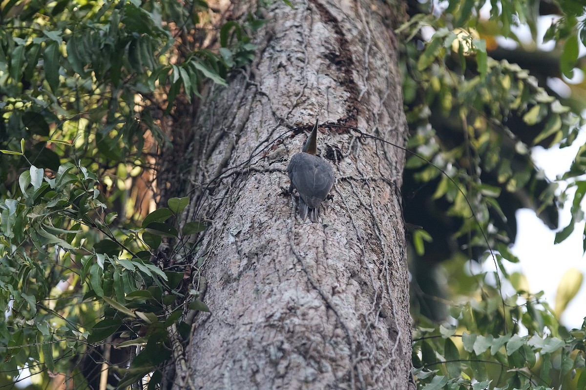Great Slaty Woodpecker - ML620404074