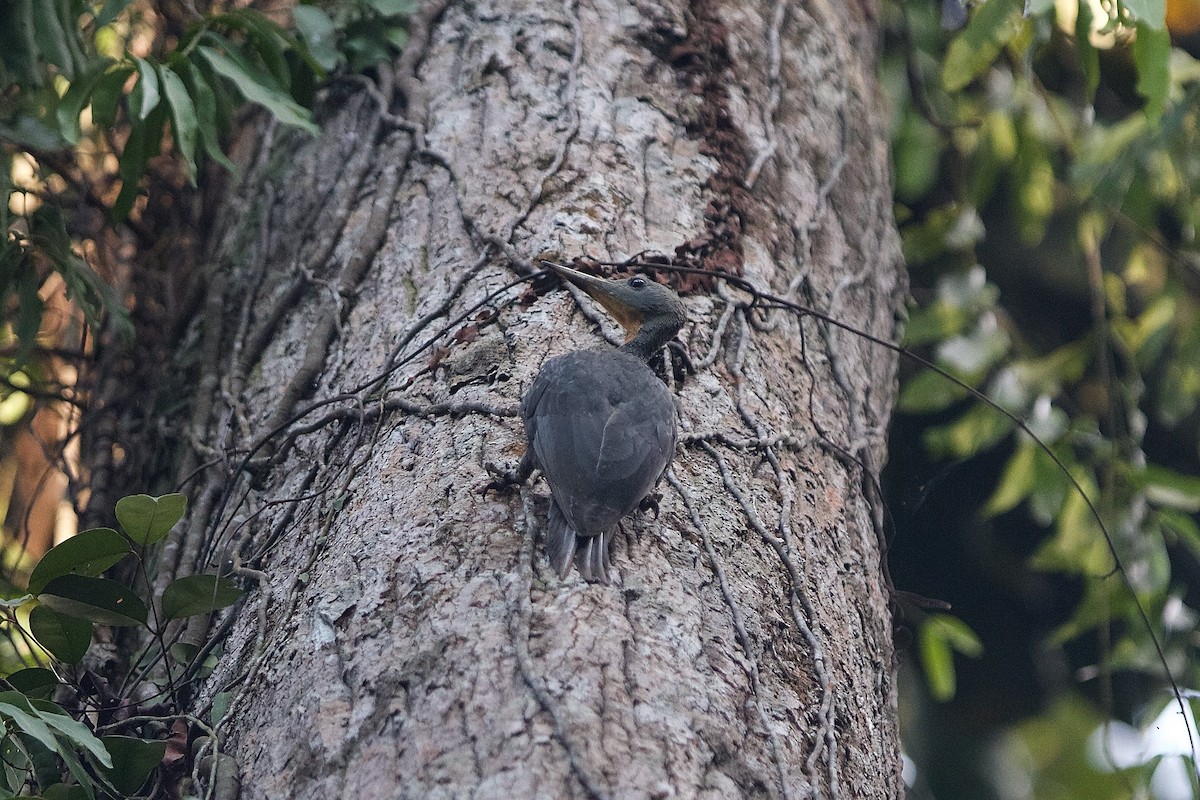 Great Slaty Woodpecker - ML620404075
