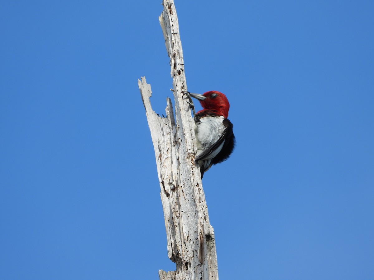 Red-headed Woodpecker - ML620404089